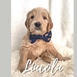 Lincoln - Goldendoodle puppy in Conway, New Hampshire from Arbor Grace Doodles