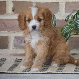 Paxton - Red male Cavapoo puppy in Gap, Pennsylvania from Country View Puppies ( License 18816)