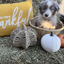 Australian Shepherd Puppies from Zermeno Ranch