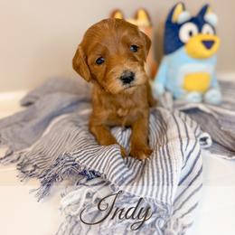 Indy - Red  female Goldendoodle puppy in Melba, Idaho from KZ Doodles