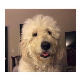 Bianca - Goldendoodle