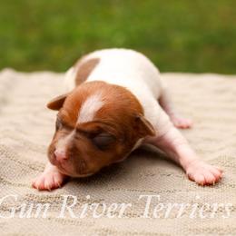 Not available - White and red female Rat Terrier puppy in Allegan, Michigan from Gun River Terriers