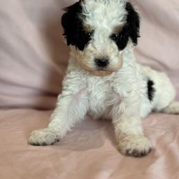 Love - Black and white female Bernedoodle puppy in Longmont, Colorado from Colorado Miniature Bernedoodle Puppies