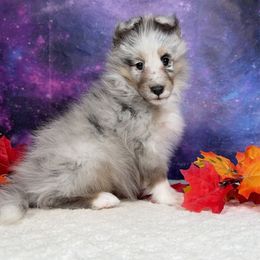 Shiver - Blue merle white and tan male Shetland Sheepdog puppy in Elk, Washington from Asgard Shetland Sheepdogs