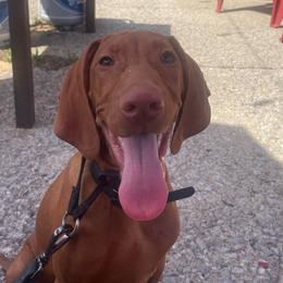 Kirby - Golden rust male Vizsla puppy in Bloomington, Indiana from Envizion