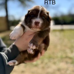 Ruby - Red tri-color female Australian Shepherd puppy in Augusta, Georgia from Incendia Aussies & Dobies
