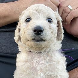 True - Cream Goldendoodle puppy in Davie, Florida from Puppieskiss