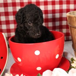 Sourdough - Silver male Poodle puppy in Peyton, Co, Usa, Colorado from Peyton Poodles