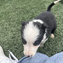 Boy 4 - Black and white male Border Collie puppy in Temecula, California from Joni Gibson's Border Collies