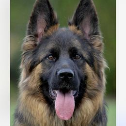 Rina - German Shepherd