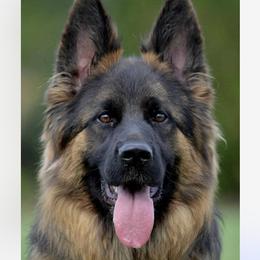 Rina - German Shepherd