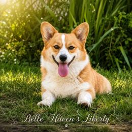 Liberty - Pembroke Welsh Corgi