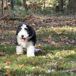 Bearded Collie and Border Collie Puppies from Beloved Bearded & Border Collies
