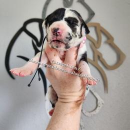 Pink Collar - Harlequin female Great Dane puppy in Alton, Illinois from Show Me Great Danes and Basset Hounds