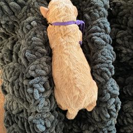 Purple Girl - Red  female Goldendoodle puppy in Covington, Louisiana from MyKy Puppies