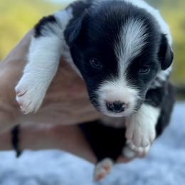 Aspen - Black and white male Border Collie puppy in East Ellijay, Georgia from Nine Peaks Border Collies