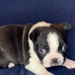 Boston Terrier Puppies from The Gentlemen Breed