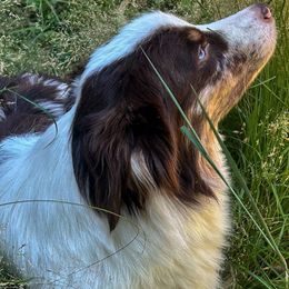 Kashwitna - Australian Shepherd