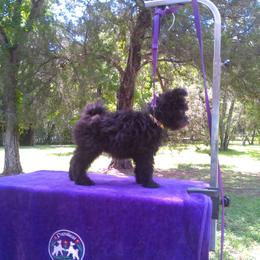 "Yellow, bold and great body☺" Pumi Puppies from Kismet Pumis