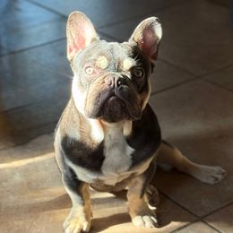 Ozzy - French Bulldog
