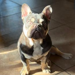 Ozzy - French Bulldog