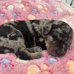 Oreo - Blue merle female Aussiedoodle puppy in Nottingham, Pennsylvania from Nottingham Aussiedoodles