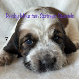 7 - Tri-Roan female English Springer Spaniel puppy in Cheyenne, Wyoming from Rocky Mountain Springer Spaniels