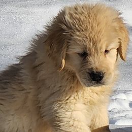Golden Retrievers from Bryeridge Goldens