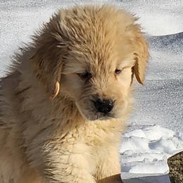 Golden Retrievers from Bryeridge Goldens