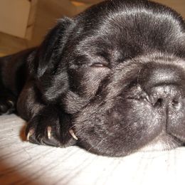 French Bulldog Puppies from Teri's French Bulldogs of West Texas