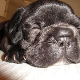 French Bulldog Puppies from Teri's French Bulldogs of West Texas