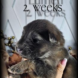 Lumen - Blue male German Shepherd puppy in Sequim, Washington from German Shepherd Haus