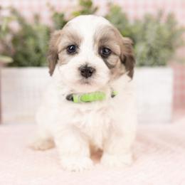 Root Beer - Merle male Maltipoo puppy in Salt Lake City, Utah from My Doodle Puppy