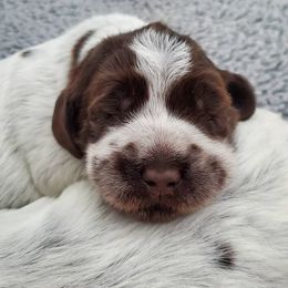 Wirehaired Pointing Griffon Puppies from Cathy West