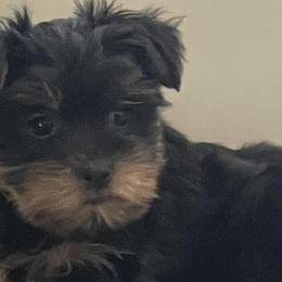 Yorkshire Terriers from Alegria's Yorkies