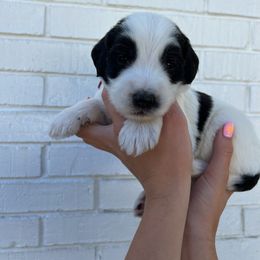Sheepadoodle Puppies from Jonsies Pups