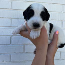 Sheepadoodle Puppies from Jonsies Pups