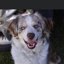 Josie - Miniature Australian Shepherd