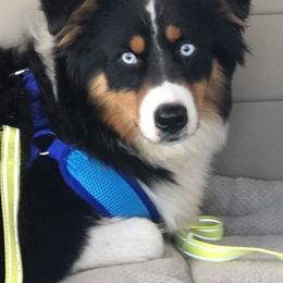 Stella - Australian Shepherd