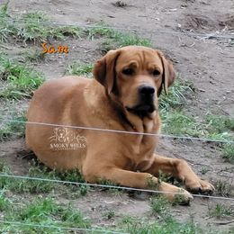 Sam - Labrador Retriever