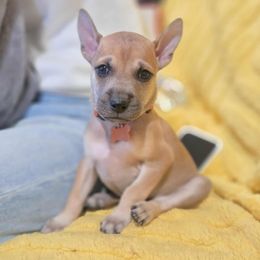 Scully - Fawn female Vietnamese Phu Quoc Ridgeback puppy in Palmdale, California from Vietnamese Phu Quoc Ridgeback Dogs of Southern California