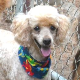 Darcy - Poodle