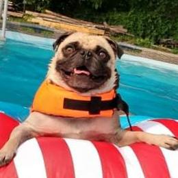 Pugs from Sundance Pugs