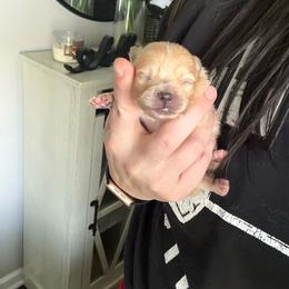 Light green - Cream sable parti male Pomeranian puppy in Cheektowaga, New York from Buffalo Pomeranians 716
