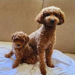Sunshine “Sunny” - Poodle