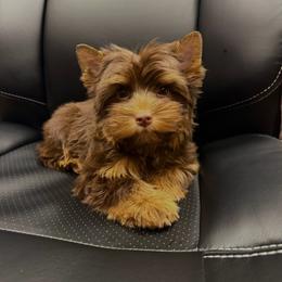 Brandy - Yorkshire Terrier