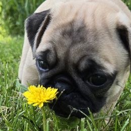 Pugs from Perfectly Picked Pugs