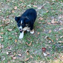 Juniper - Black tri female Miniature Australian Shepherd puppy in Lacombe, Louisiana from Indigo River Aussies