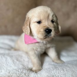 Willow - Light golden female Golden Retriever puppy in Phillips, Wisconsin from Alfalfa Lane Adventures