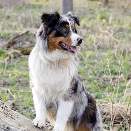 Australian Shepherds from Winner Aussies